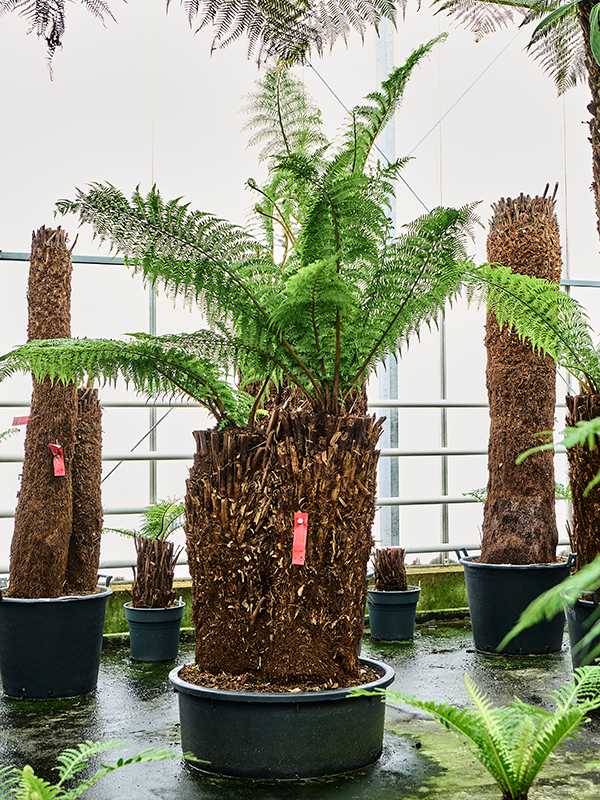 Dicksonia antarctica