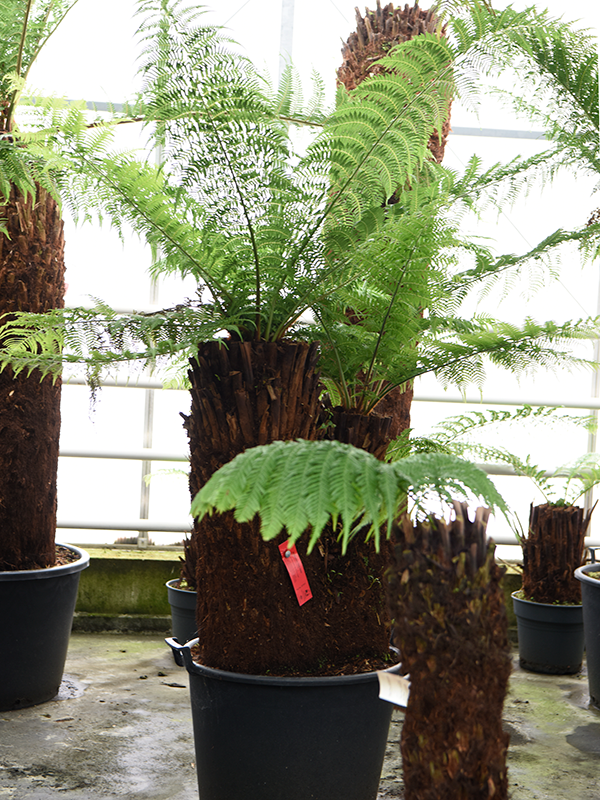 Dicksonia antarctica