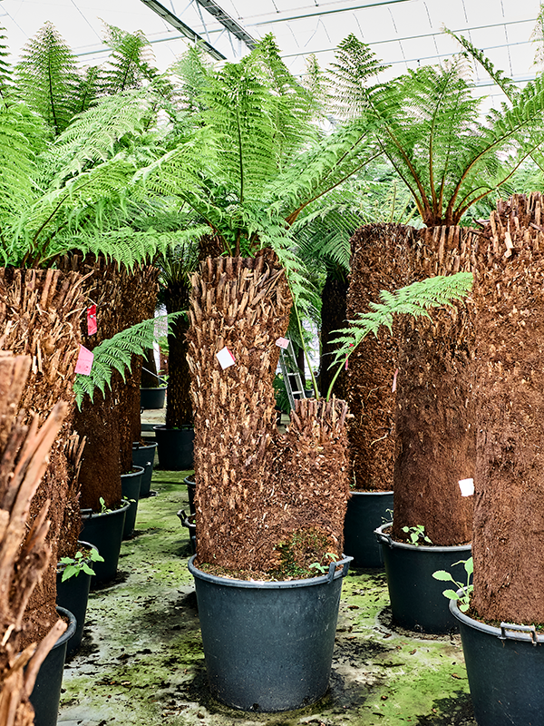 Dicksonia antarctica