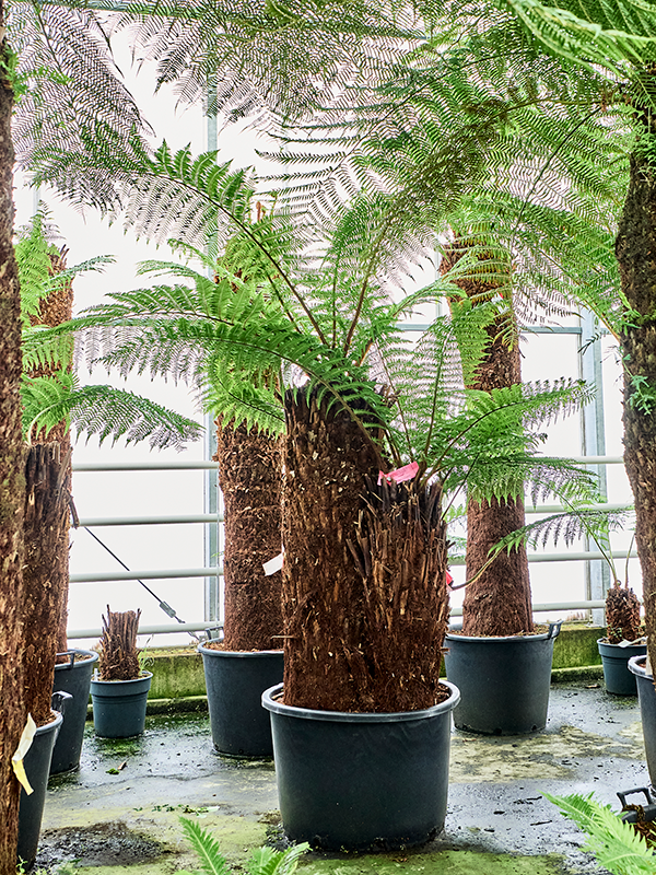 Dicksonia antarctica