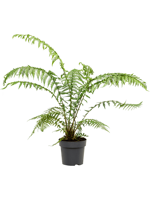 Dicksonia antarctica