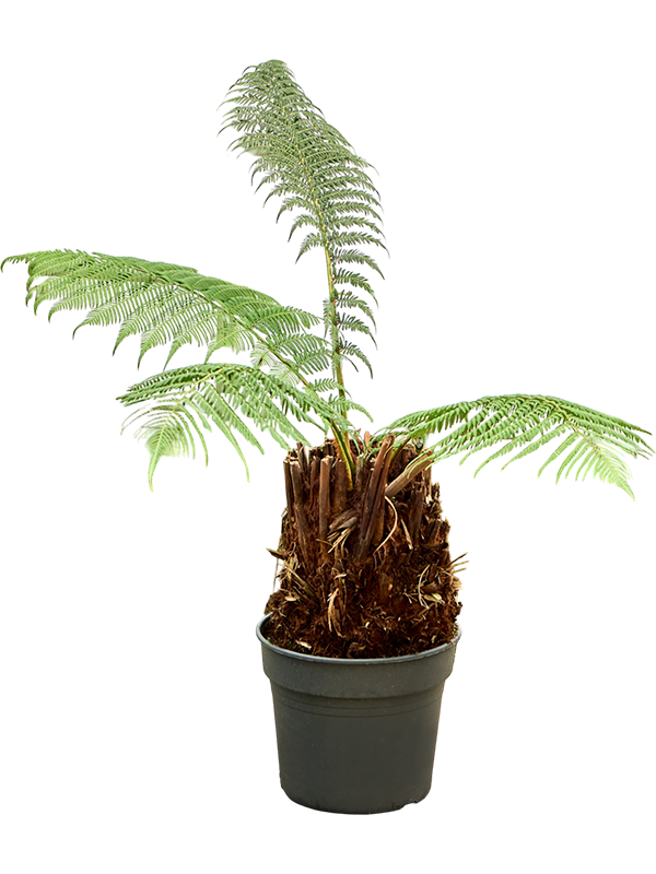 Dicksonia antarctica