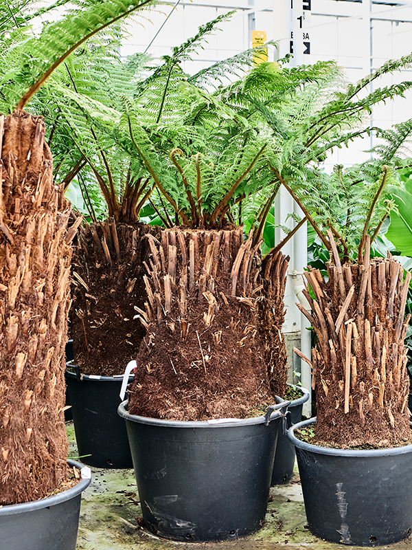 Dicksonia antarctica
