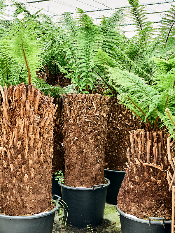 Dicksonia antarctica