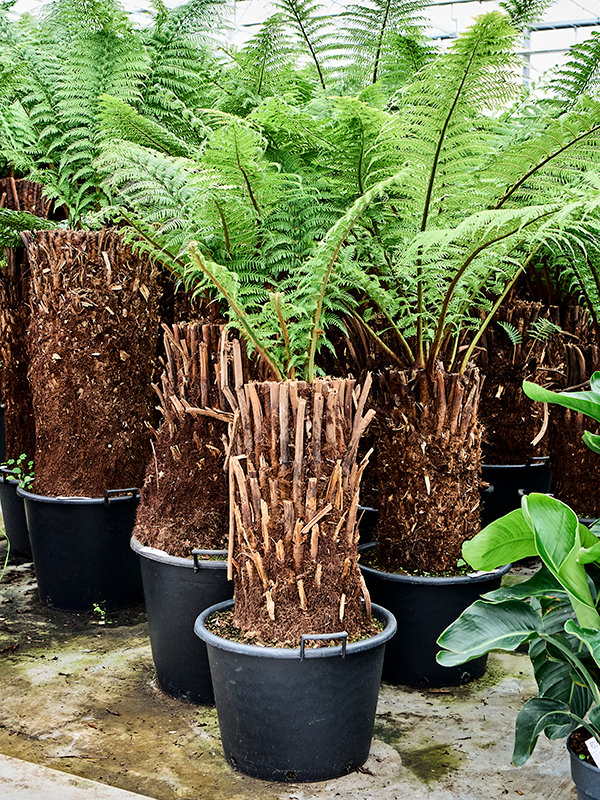 Dicksonia antarctica