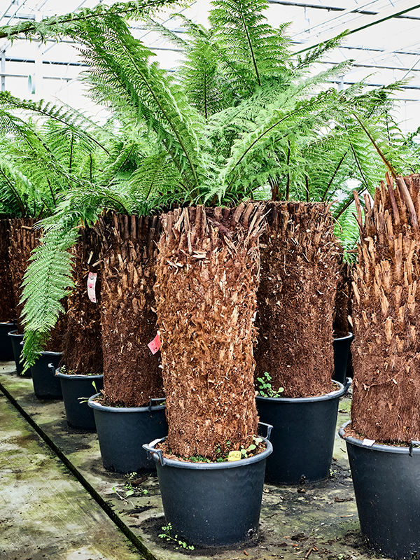 Dicksonia antarctica