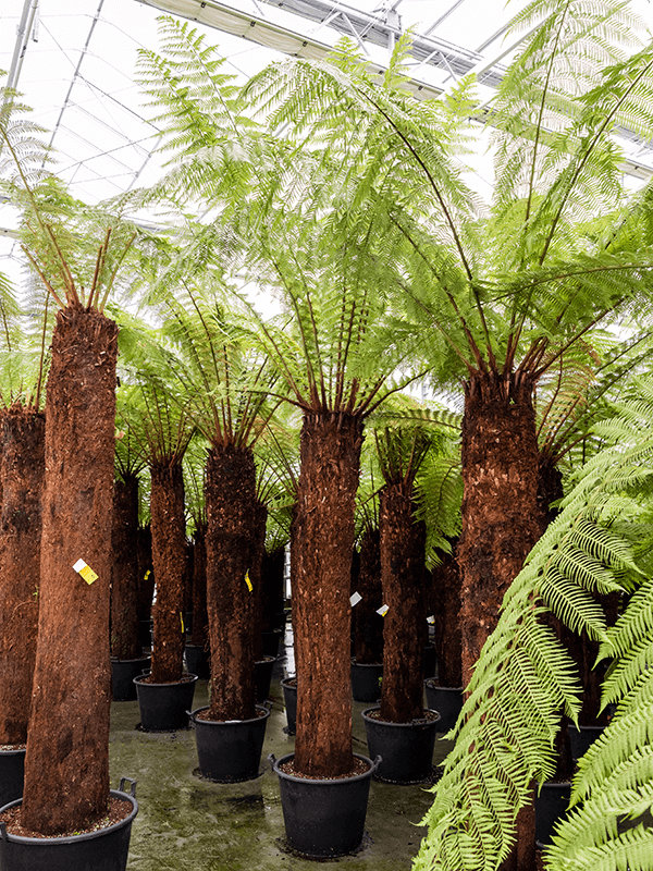 Dicksonia antarctica