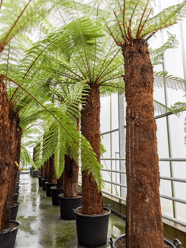 Dicksonia antarctica