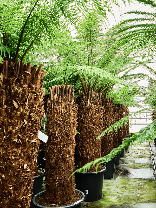 Dicksonia antarctica