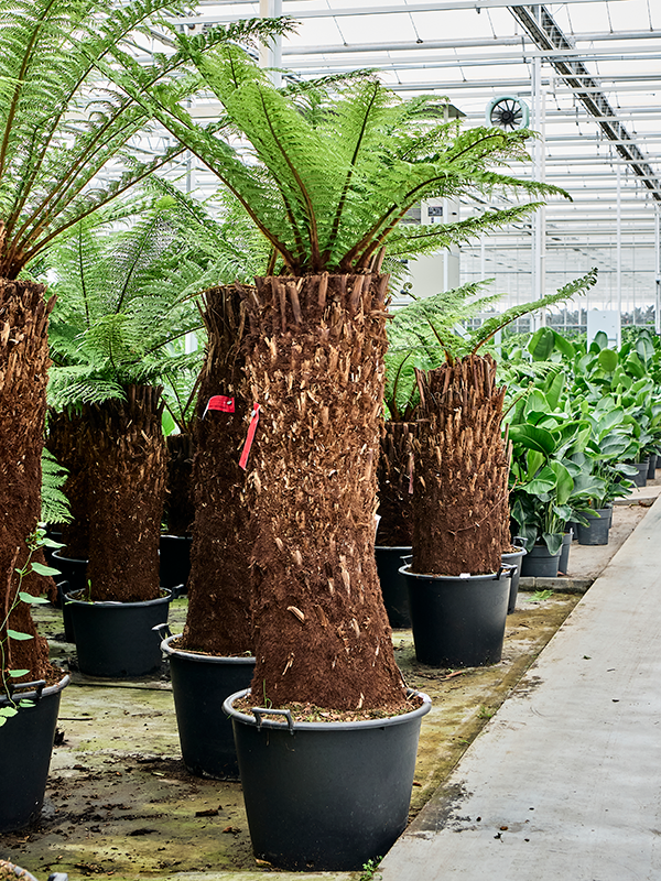 Dicksonia antarctica