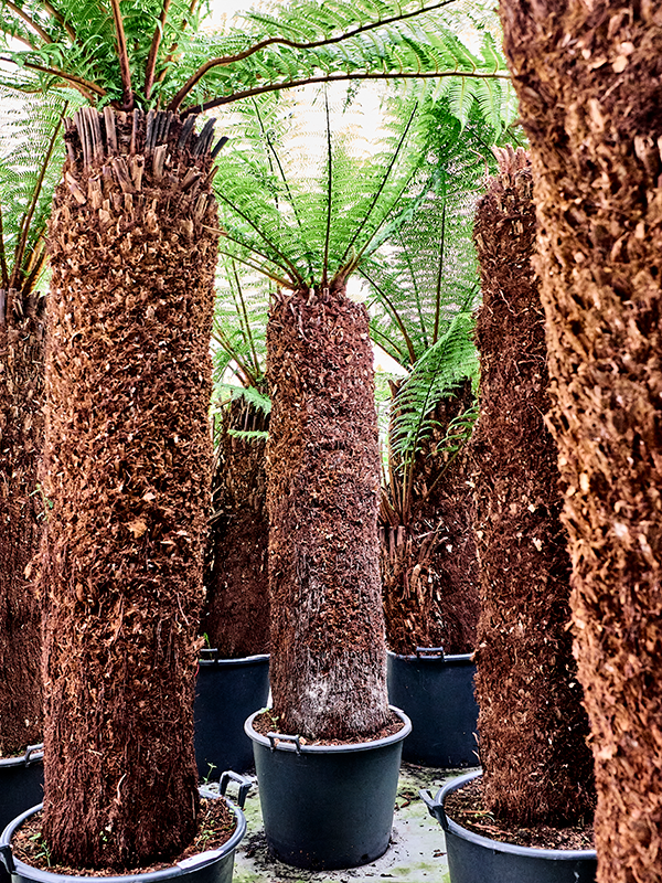 Dicksonia antarctica