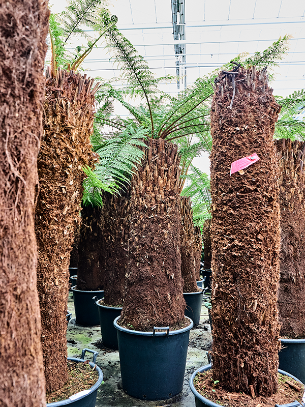 Dicksonia antarctica
