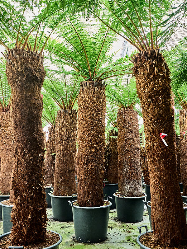 Dicksonia antarctica