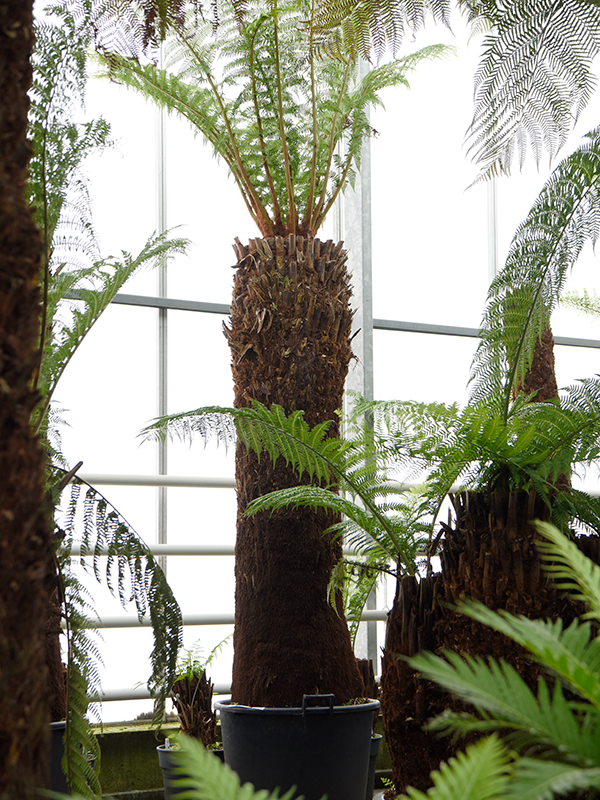 Dicksonia antarctica
