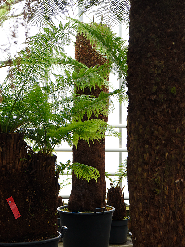 Dicksonia antarctica