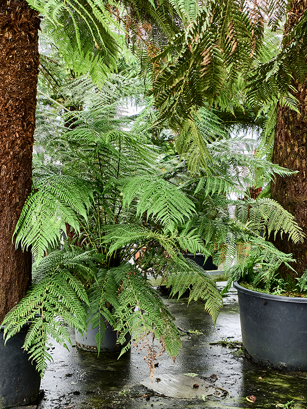 Dicksonia antarctica (160-200)