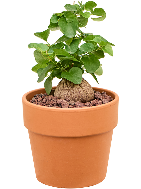 Dioscorea elephantipes