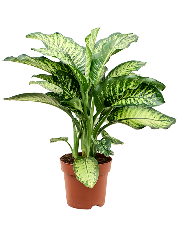 Dieffenbachia seguine 'Maroba'