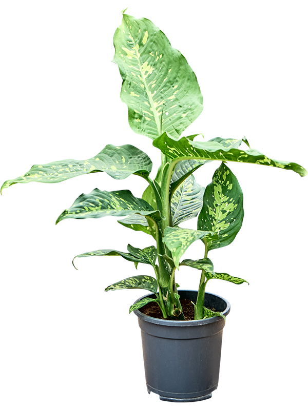 Dieffenbachia 'Spotty'