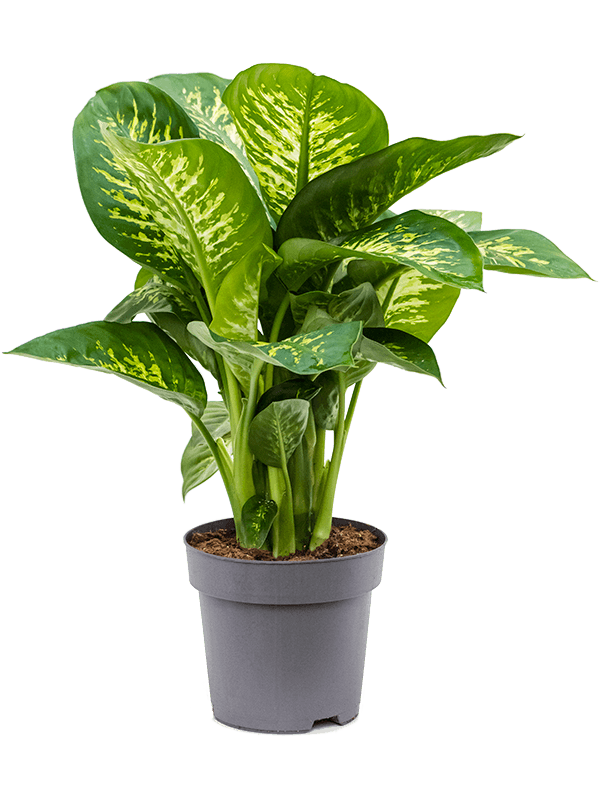Dieffenbachia seguine 'Reeva'