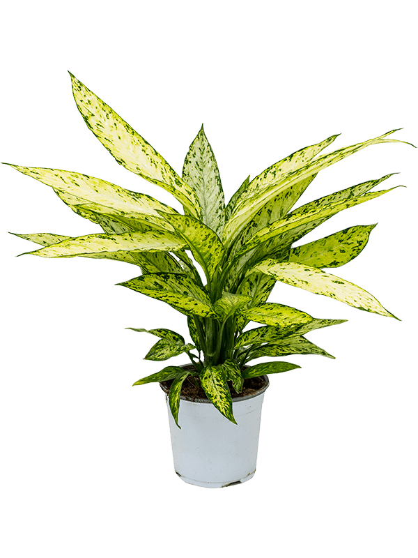 Dieffenbachia 'Vesuvius'