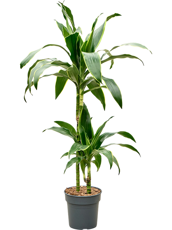 Dracaena fragrans 'Arturo'