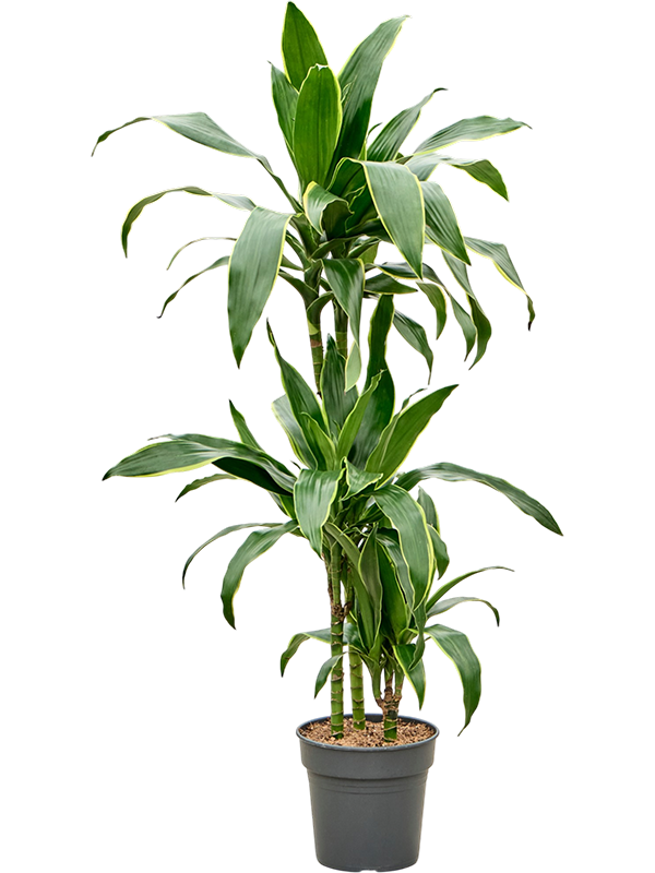 Dracaena fragrans 'Arturo'