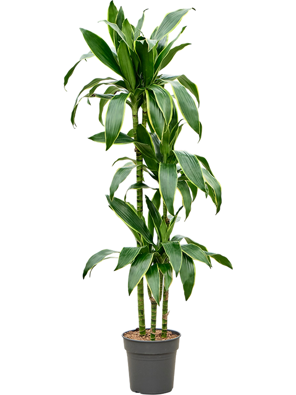 Dracaena fragrans 'Arturo'