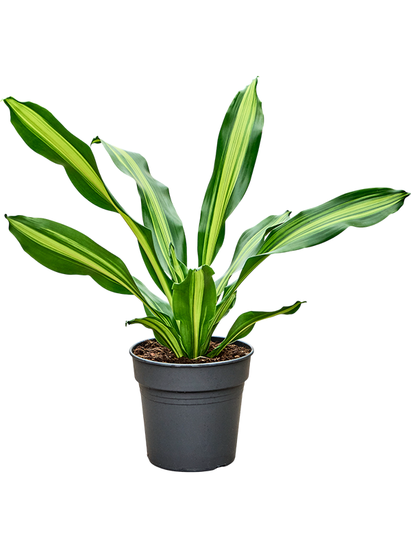 Dracaena fragrans 'Burley'