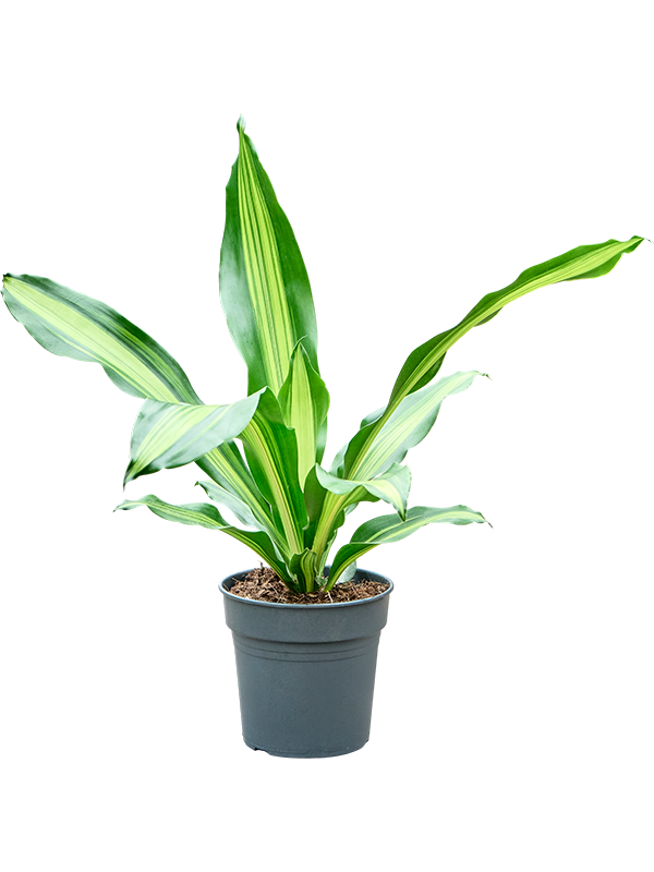 Dracaena fragrans 'Burley'