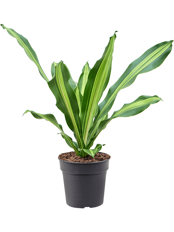 Dracaena fragrans 'Burley'