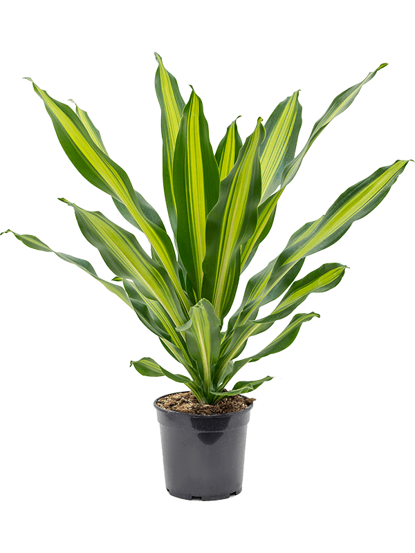 Dracaena fragrans 'Burley'