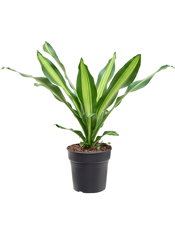 Dracaena fragrans 'Burley'