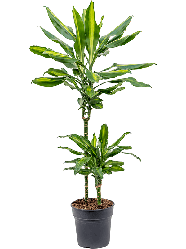 Dracaena fragrans 'Cintho'