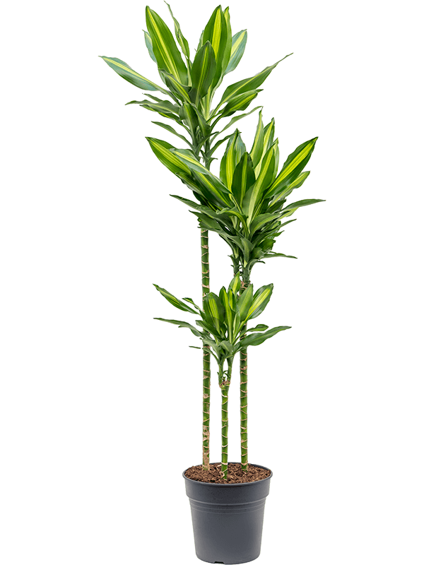 Dracaena fragrans 'Cintho'
