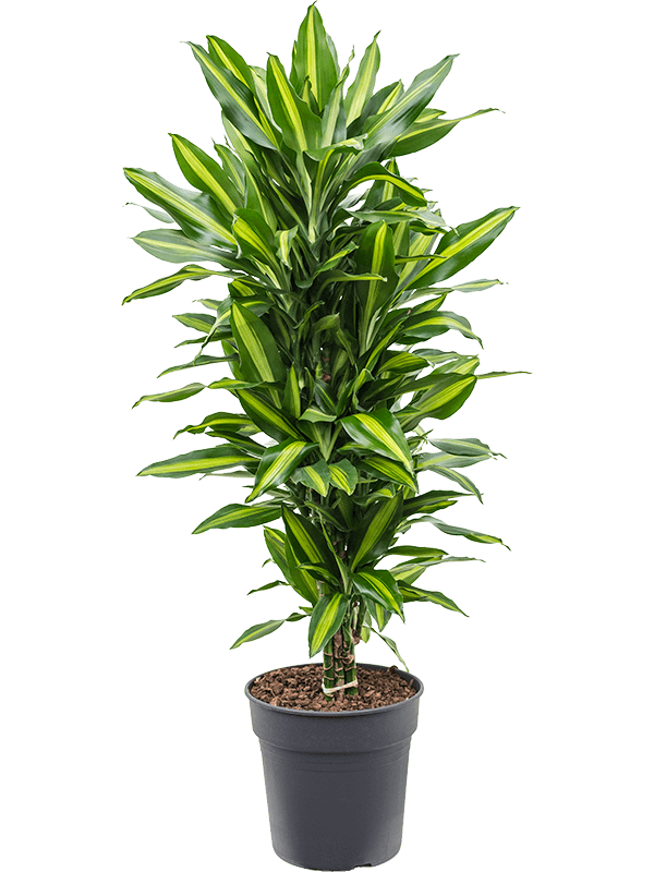 Dracaena fragrans 'Cintho'