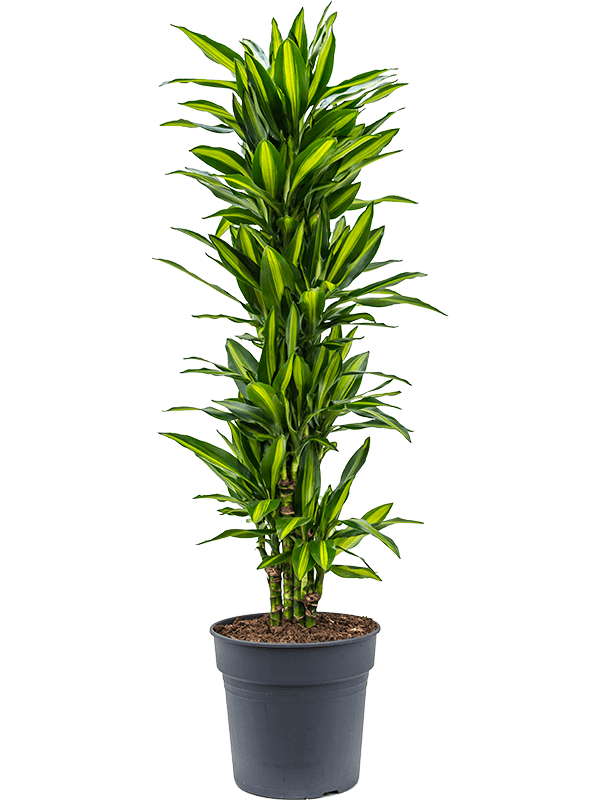 Dracaena fragrans 'Cintho'