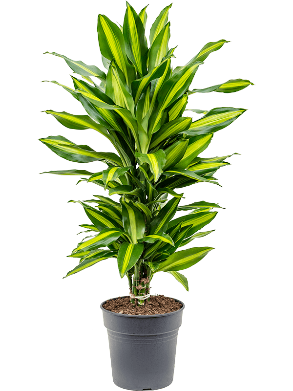 Dracaena fragrans 'Cintho'