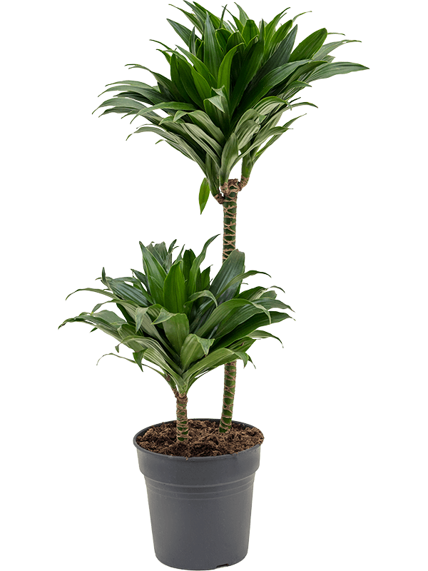 Dracaena fragrans 'Compacta'