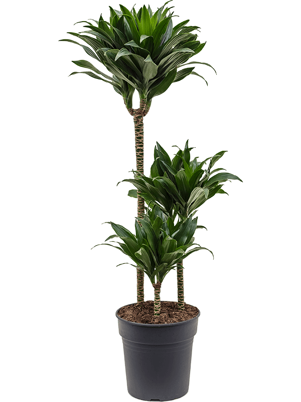 Dracaena fragrans 'Compacta'