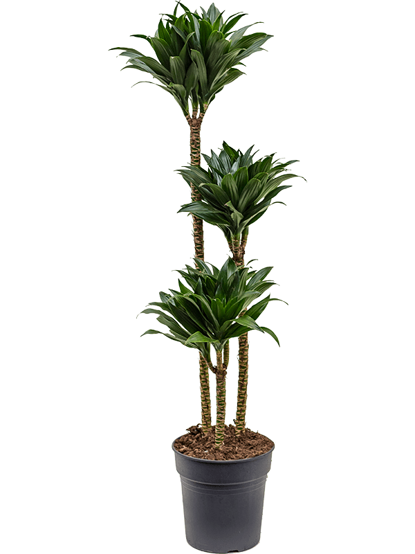 Dracaena fragrans 'Compacta'