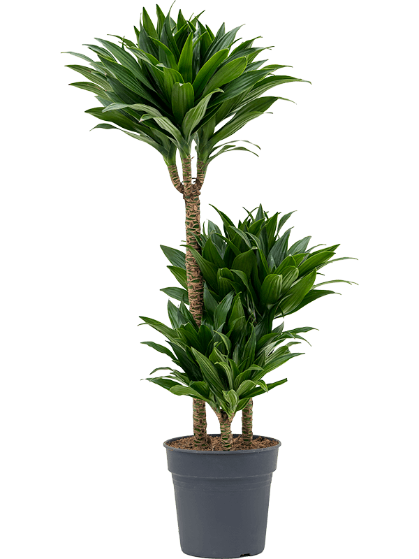 Dracaena fragrans 'Compacta'