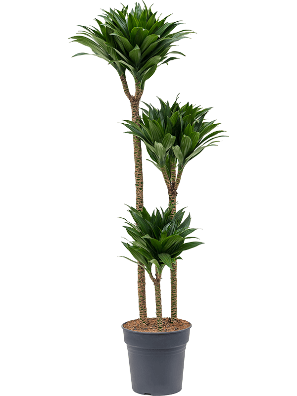 Dracaena fragrans 'Compacta'