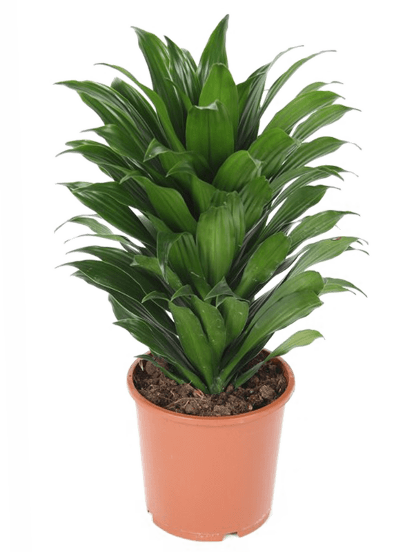 Dracaena fragrans 'Compacta'