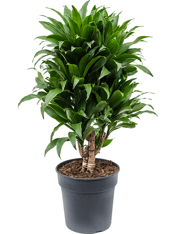 Dracaena fragrans 'Compacta'