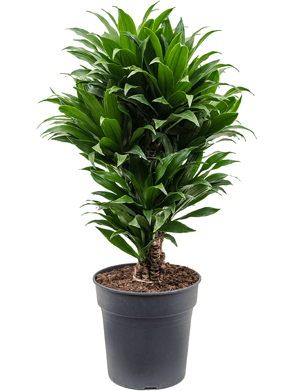 Dracaena fragrans 'Compacta'