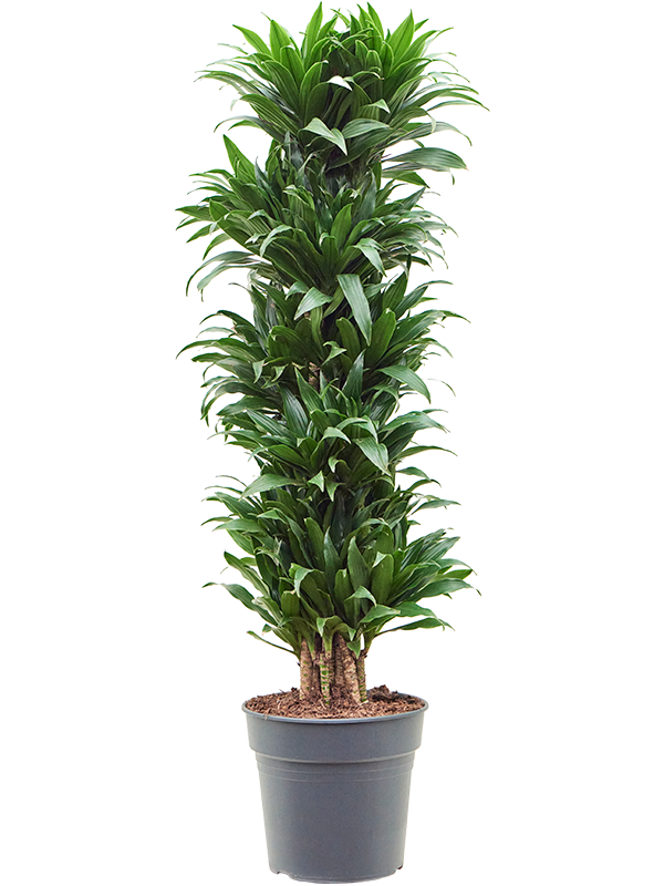 Dracaena fragrans 'Compacta'