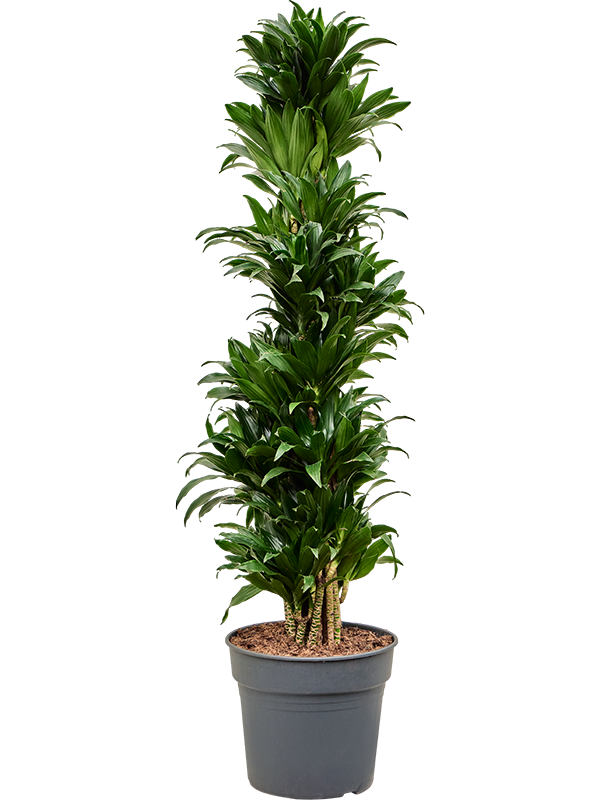 Dracaena fragrans 'Compacta'