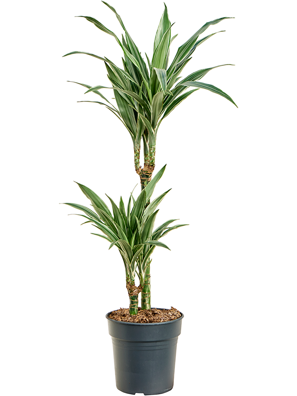 Dracaena deremensis 'Warneckei'