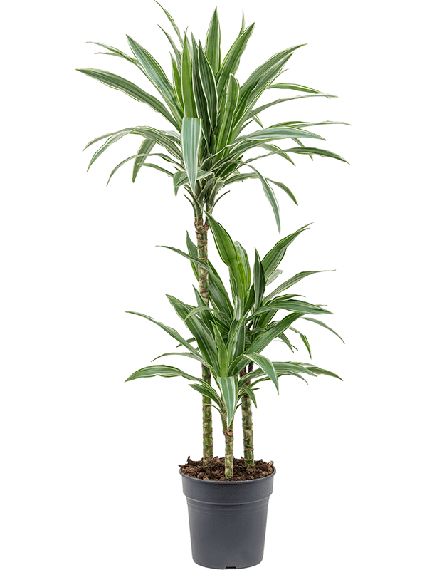 Dracaena deremensis 'Warneckei'